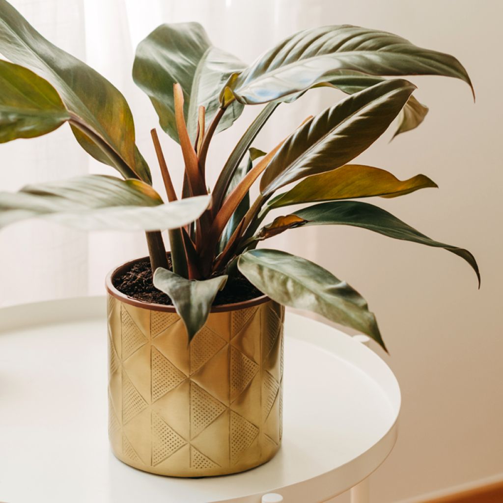 Philodendron Imperial Red - Filodendro