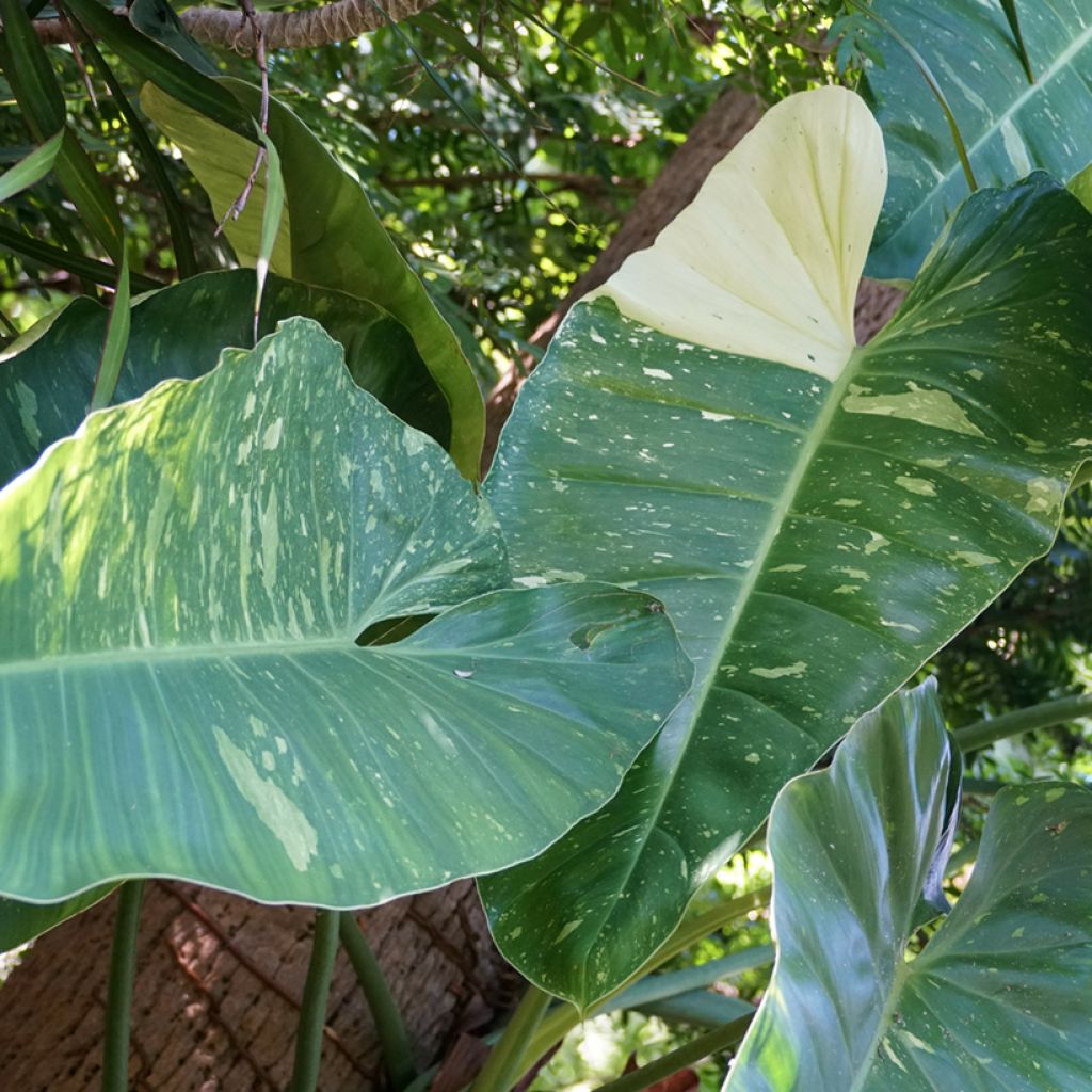 Philodendron Jose Buono - Filodendro