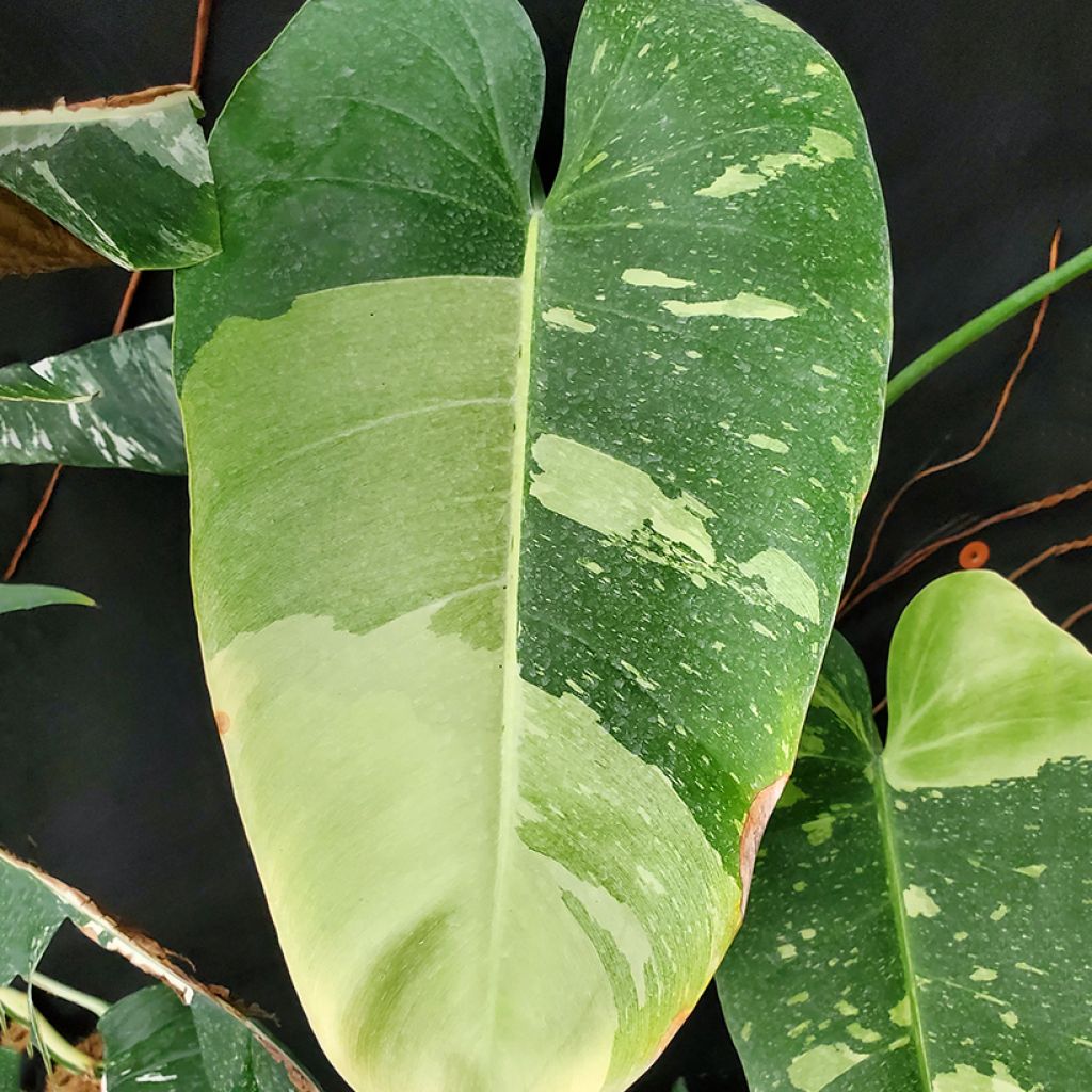 Philodendron Jose Buono - Filodendro