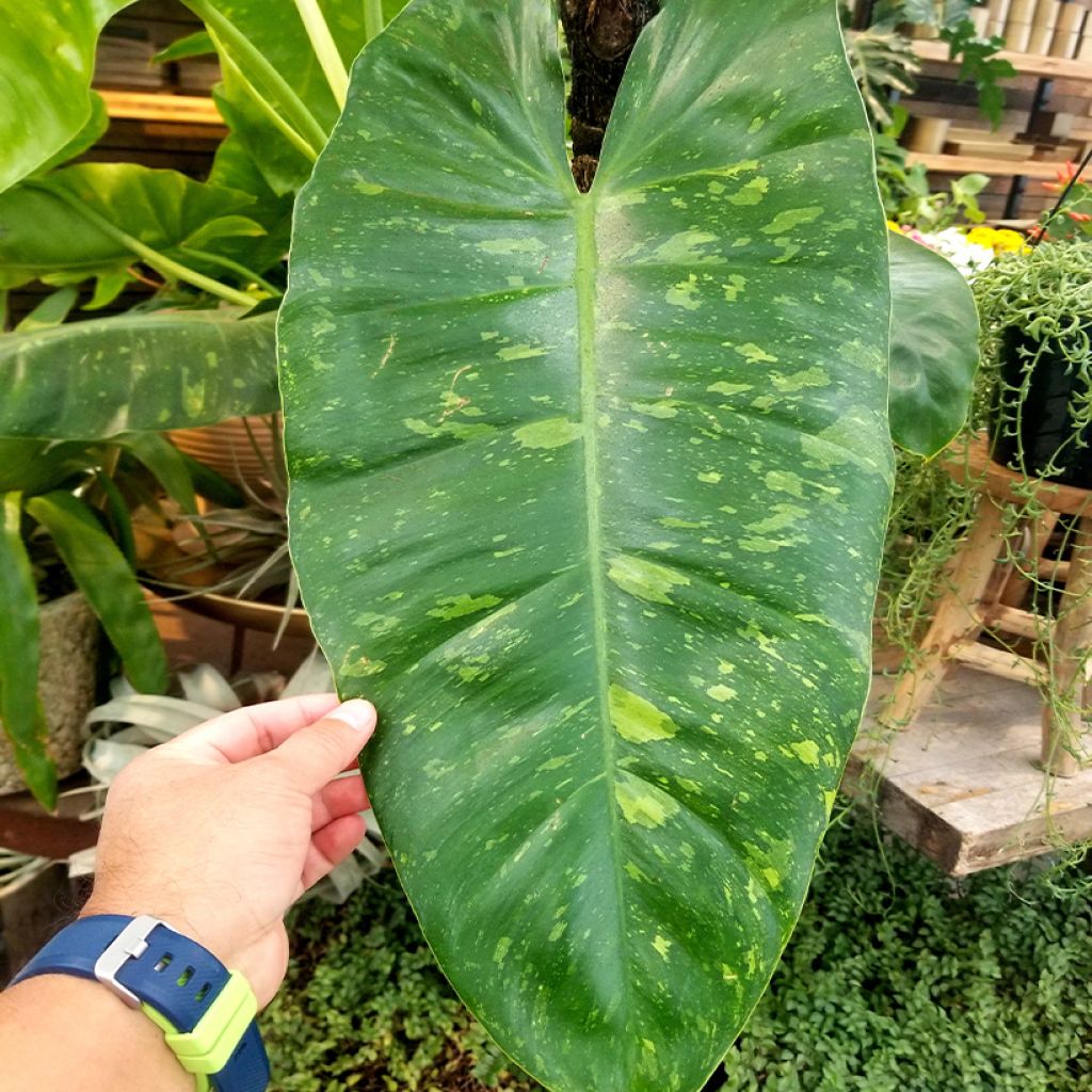 Philodendron Jose Buono - Filodendro