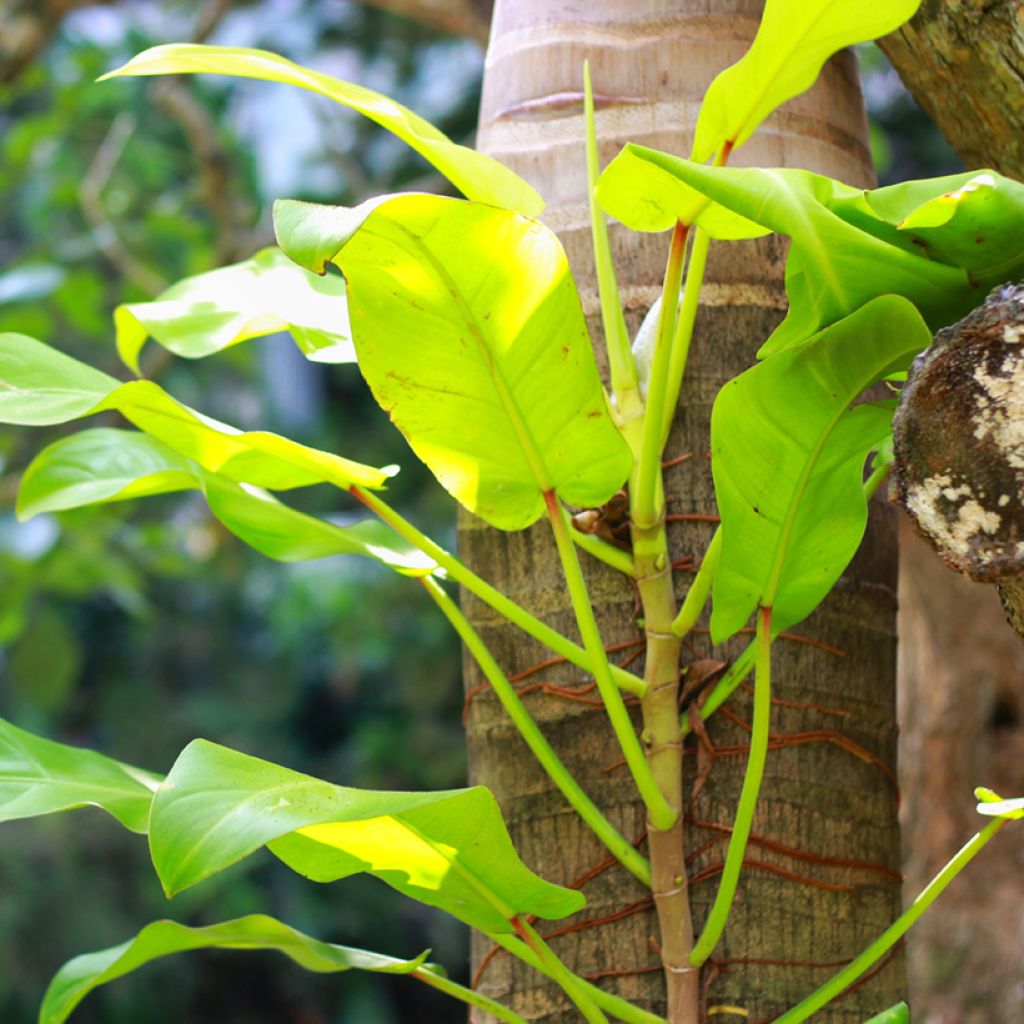 Philodendron Malay Gold - Filodendro