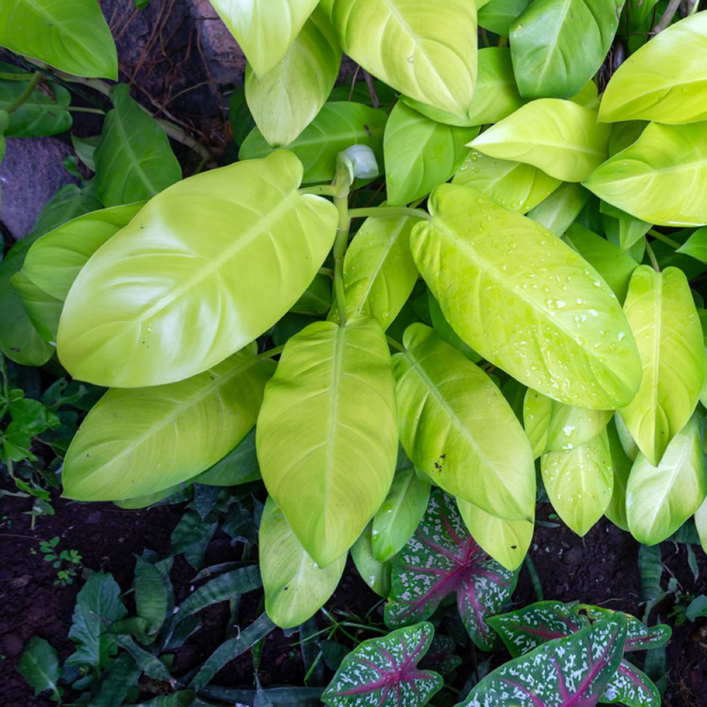 Philodendron Malay Gold - Filodendro
