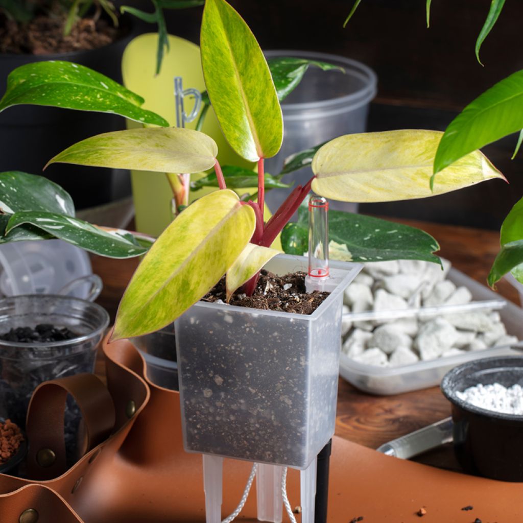 Philodendron Painted Lady - Filodendro