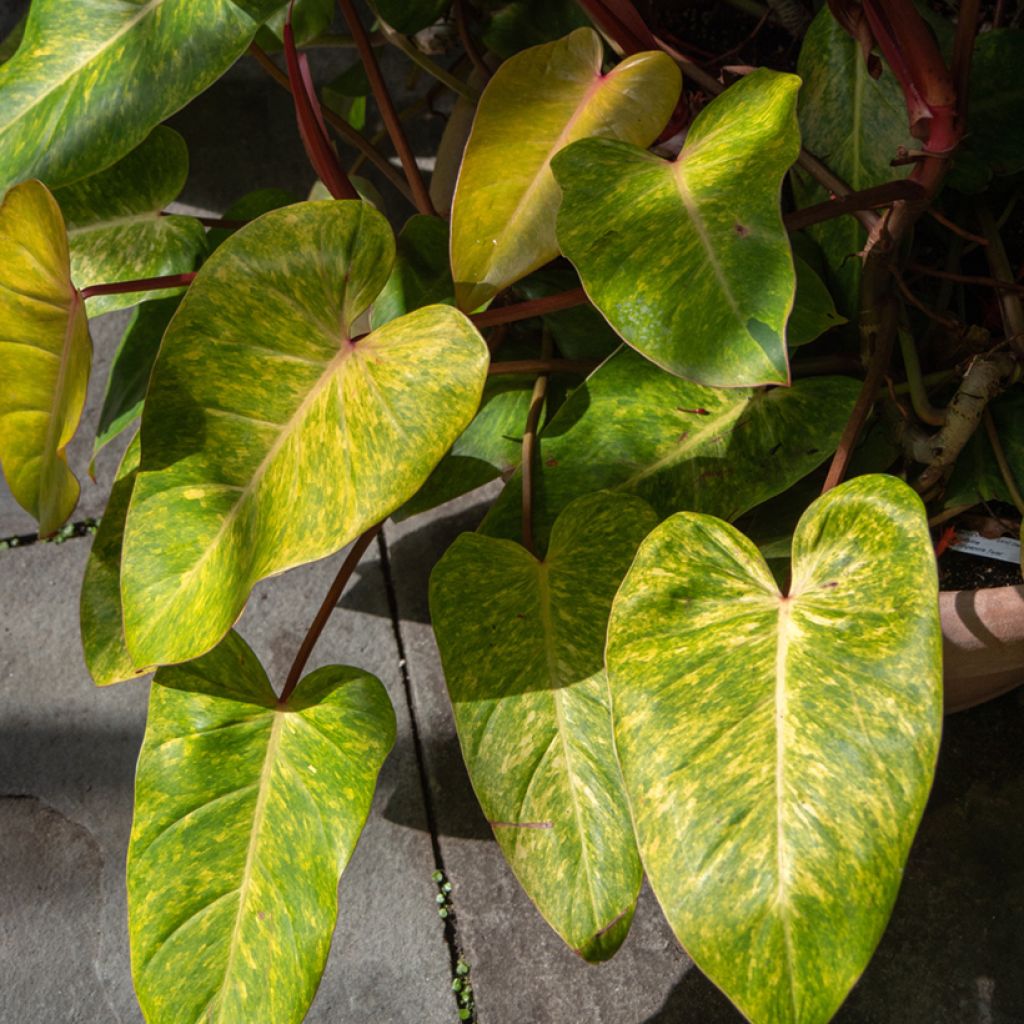 Philodendron Painted Lady - Filodendro