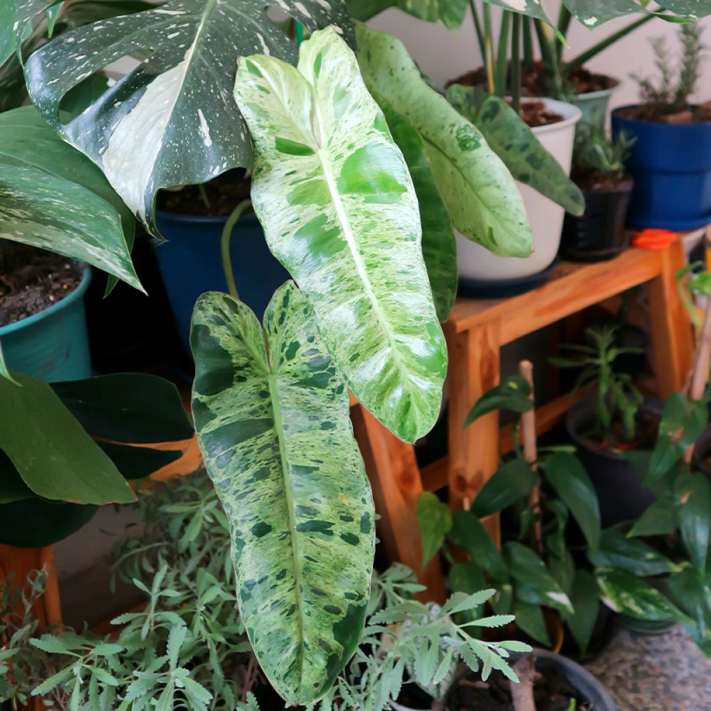 Philodendron Paraiso Verde - Filodendro
