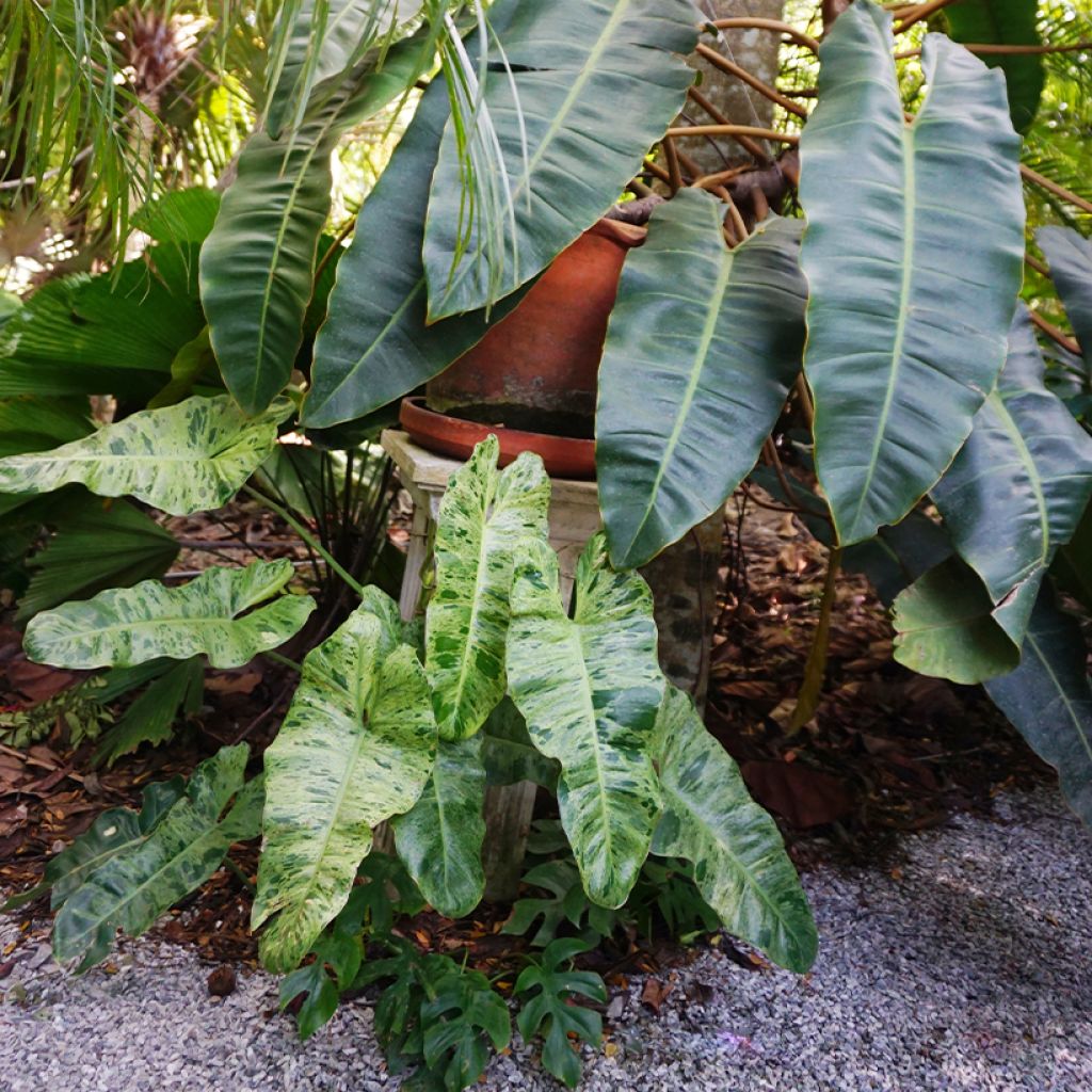 Philodendron Paraiso Verde - Filodendro