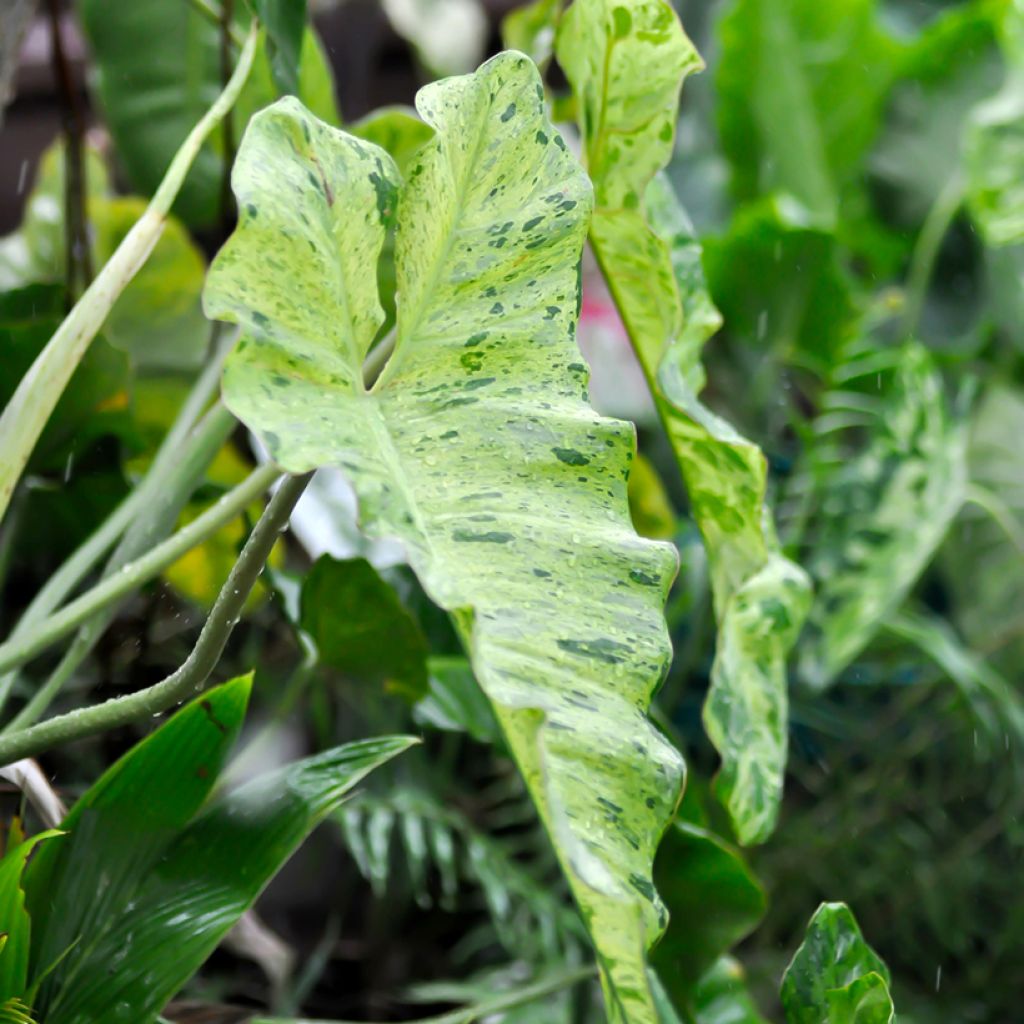 Philodendron Paraiso Verde - Filodendro
