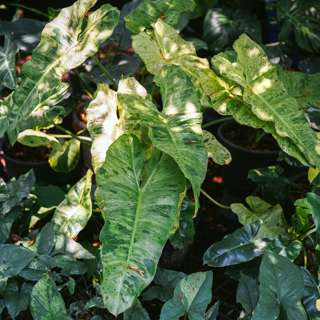 Philodendron Paraiso Verde - Filodendro