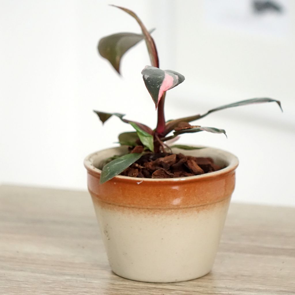 Philodendron Pink Princess - Filodendro