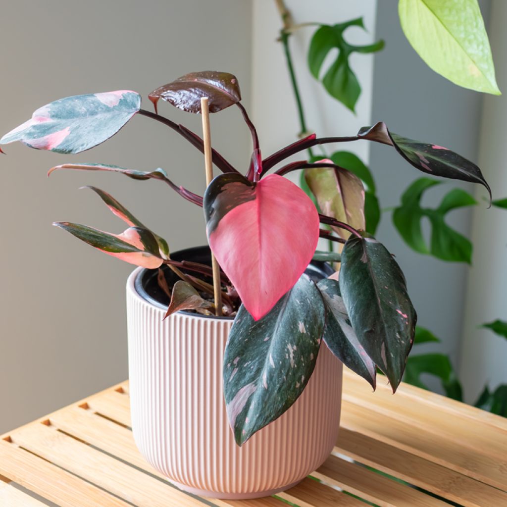 Philodendron Pink Princess - Filodendro