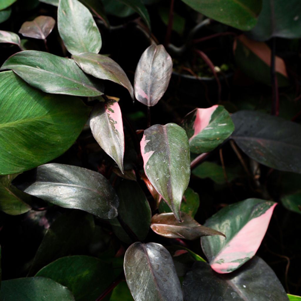 Philodendron Pink Princess - Filodendro