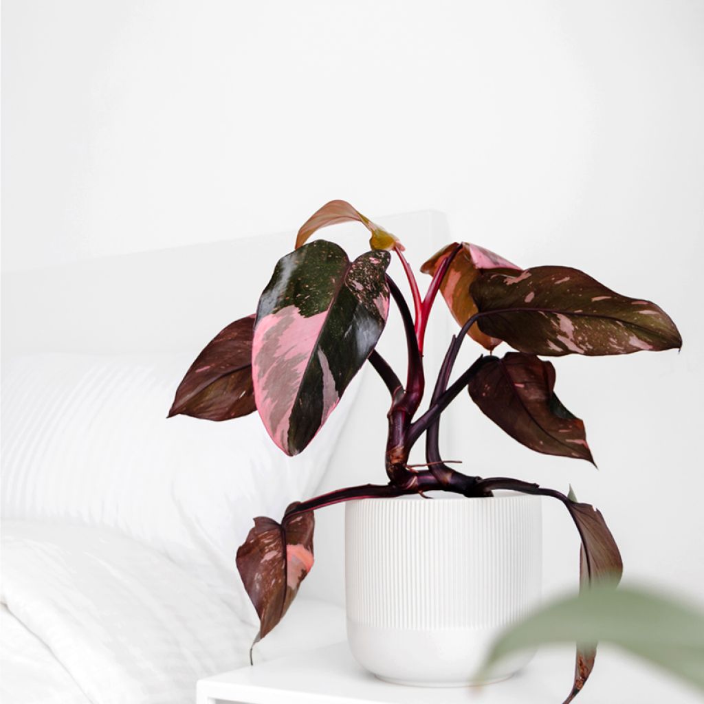 Philodendron Pink Princess - Filodendro