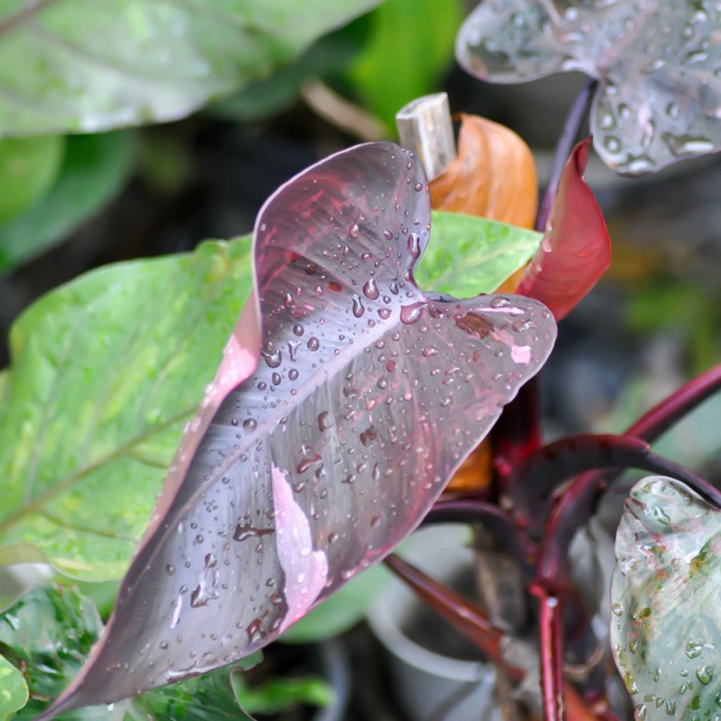 Philodendron Pink Princess - Filodendro