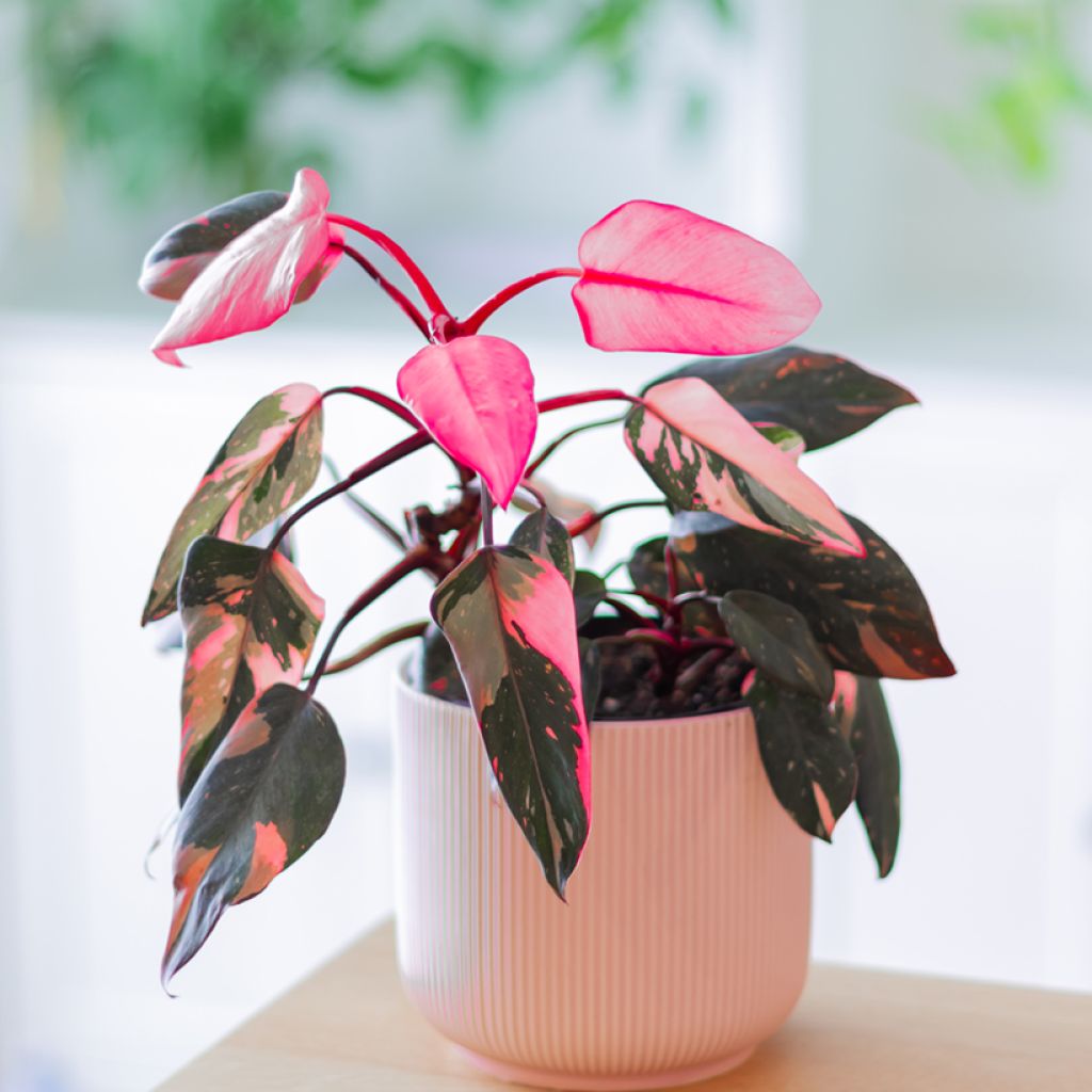 Philodendron Pink Princess - Filodendro