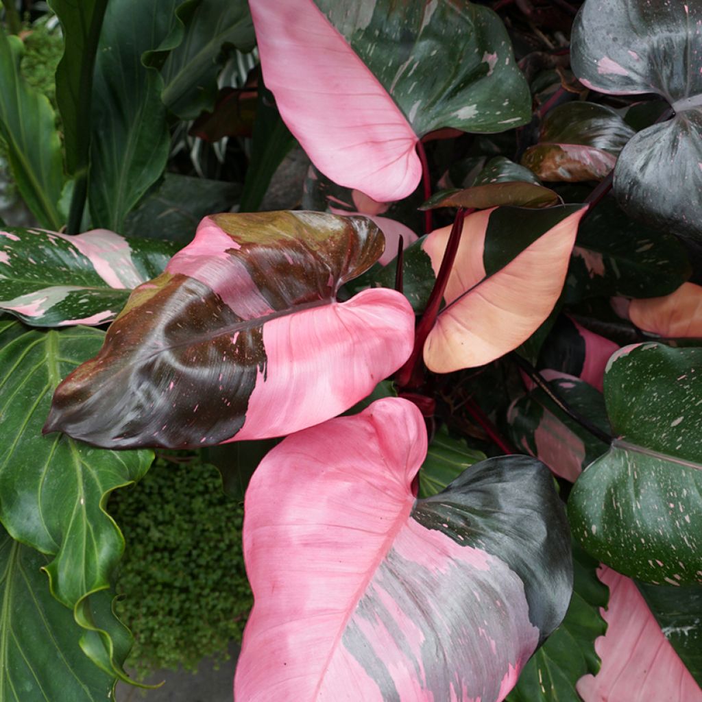 Philodendron Pink Princess - Filodendro