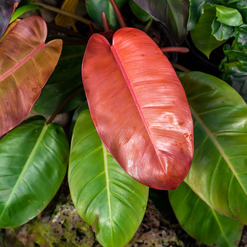 Philodendron Prince of Orange - Filodendro