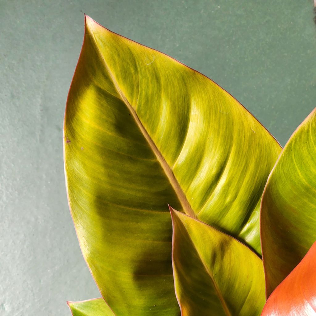 Philodendron Prince of Orange - Filodendro