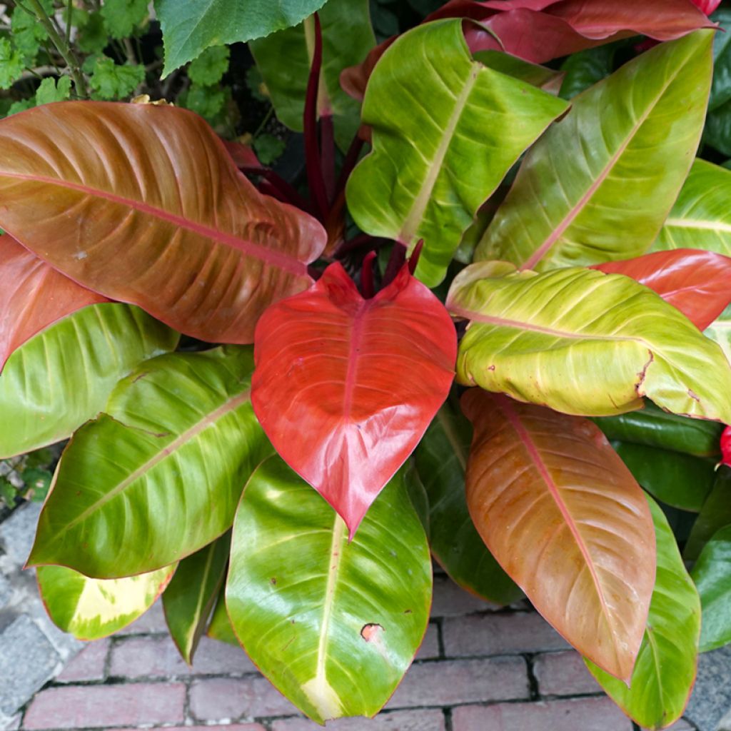Philodendron Prince of Orange - Filodendro