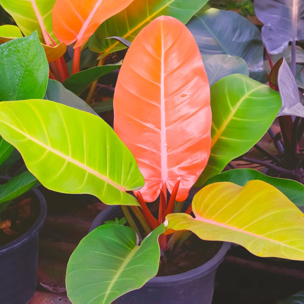 Philodendron Prince of Orange - Filodendro