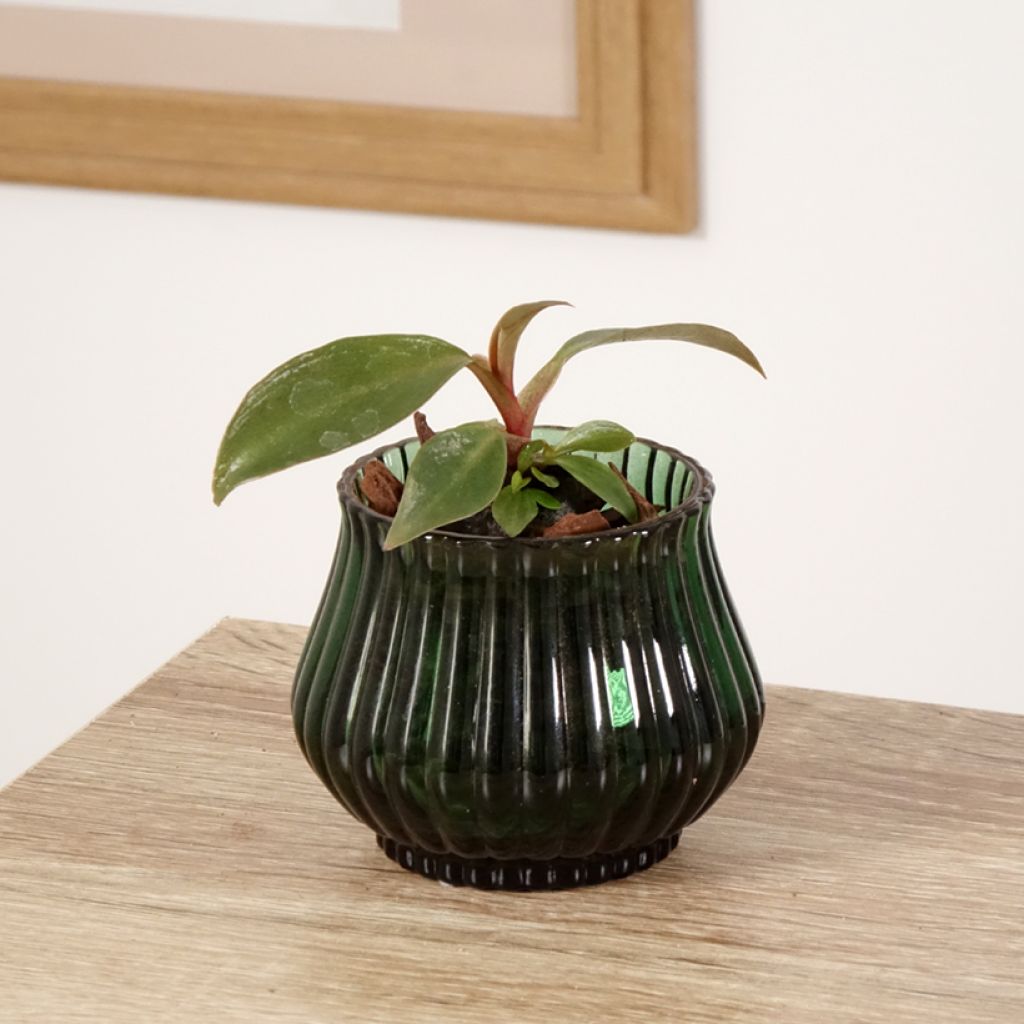 Philodendron Royal Queen - Filodendro
