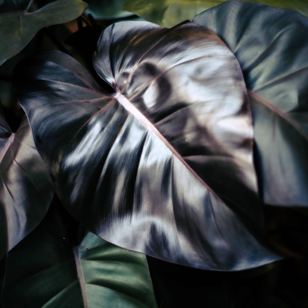 Philodendron Royal Queen - Filodendro
