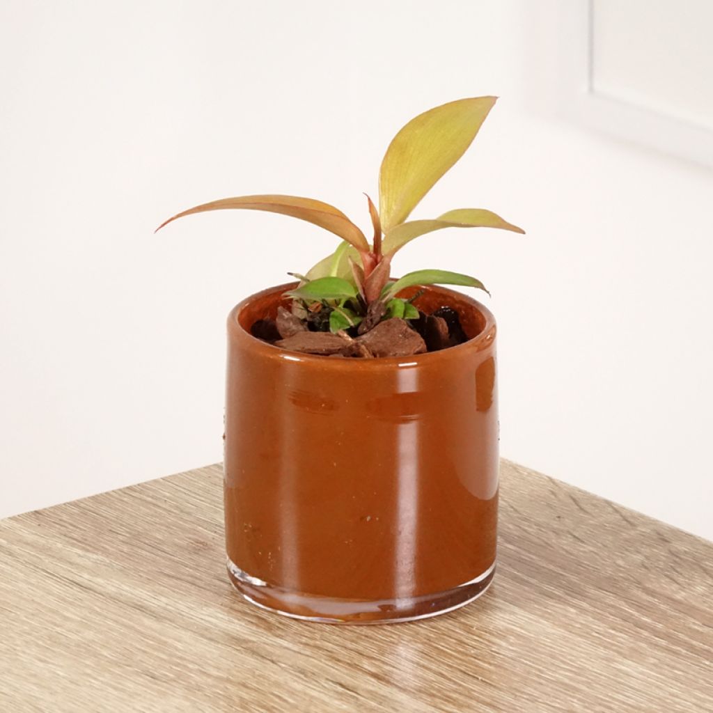 Philodendron Sunlight - Filodendro