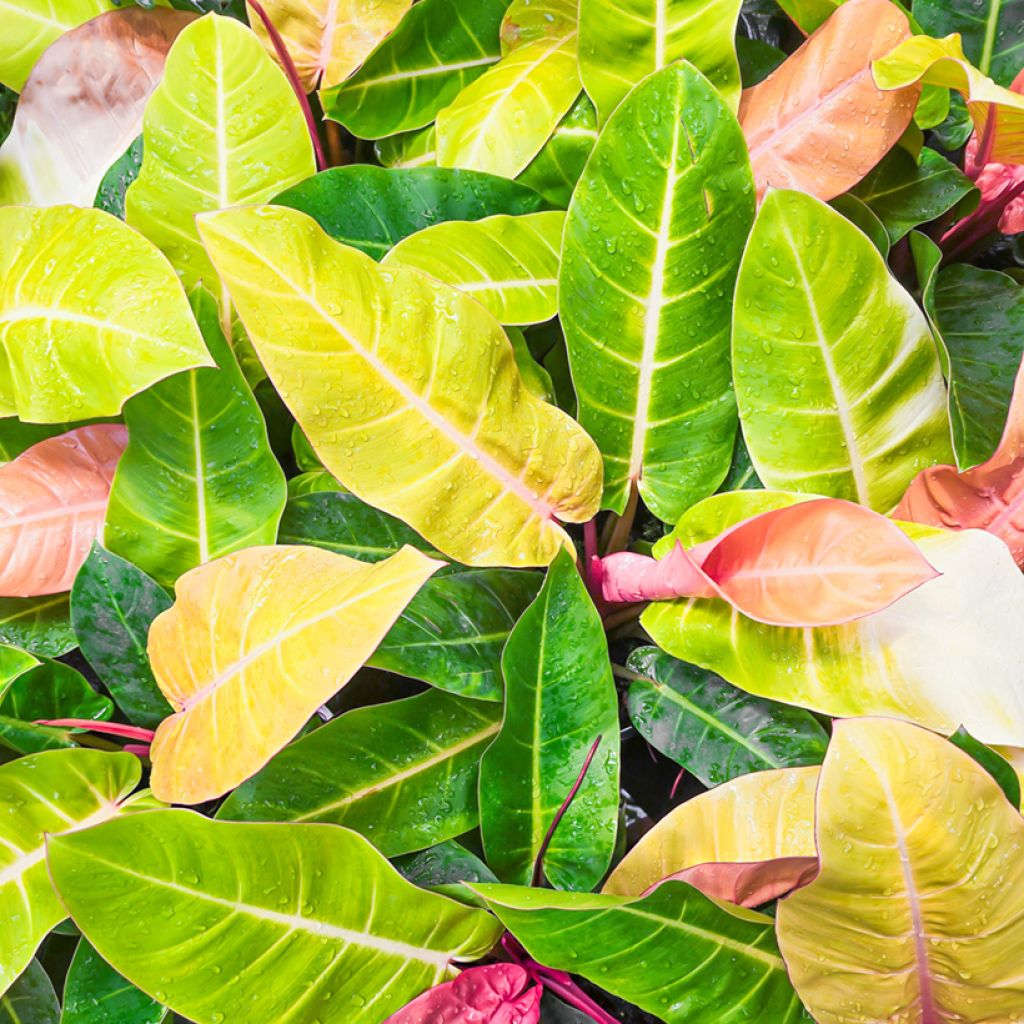 Philodendron Sunlight - Filodendro