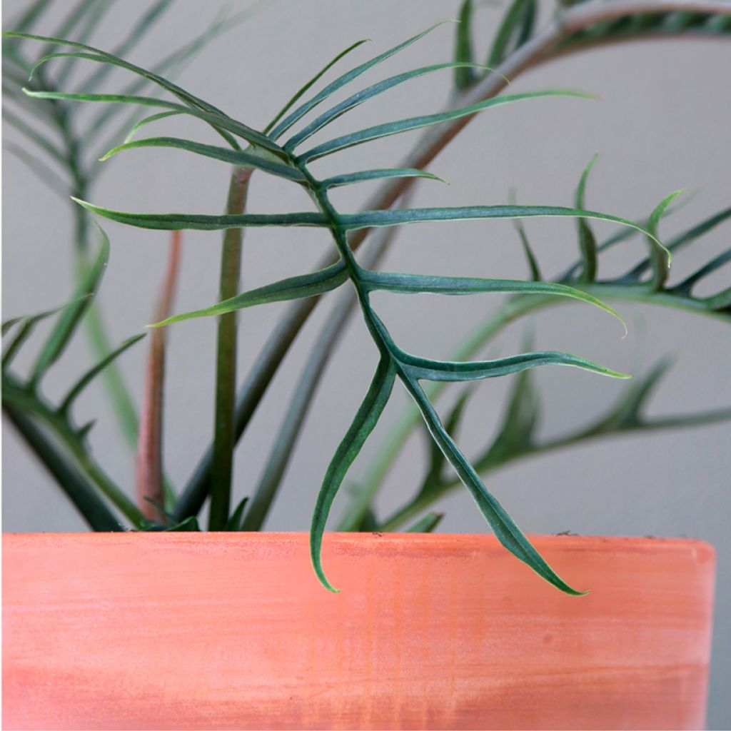 Philodendron tortum - Filodendro