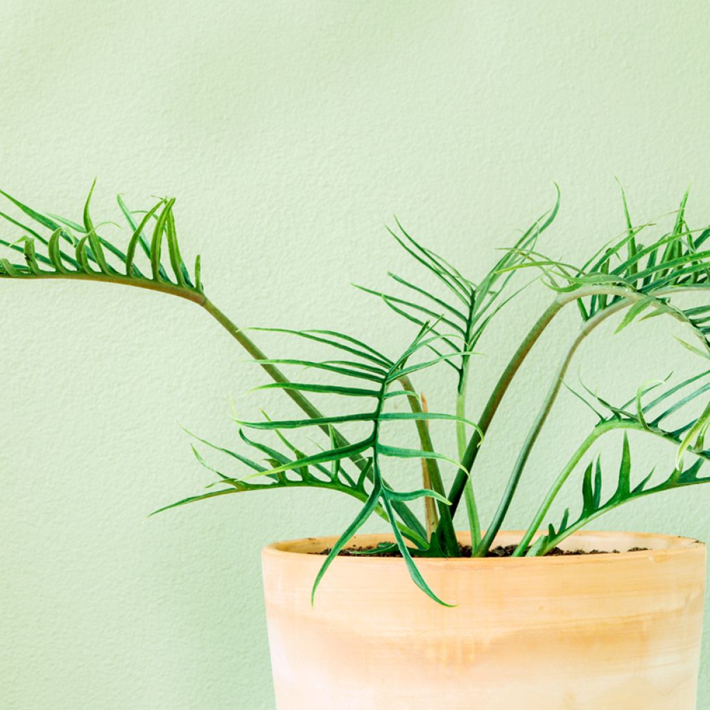Philodendron tortum - Filodendro