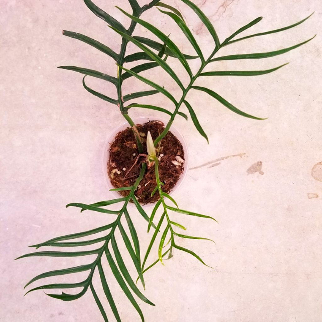 Philodendron tortum - Filodendro