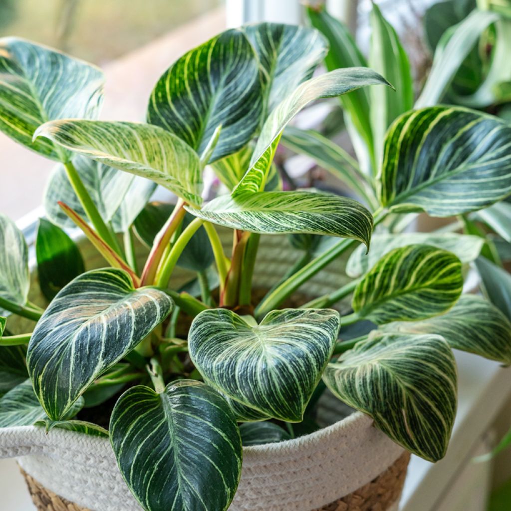 Philodendron White Measure - Filodendro