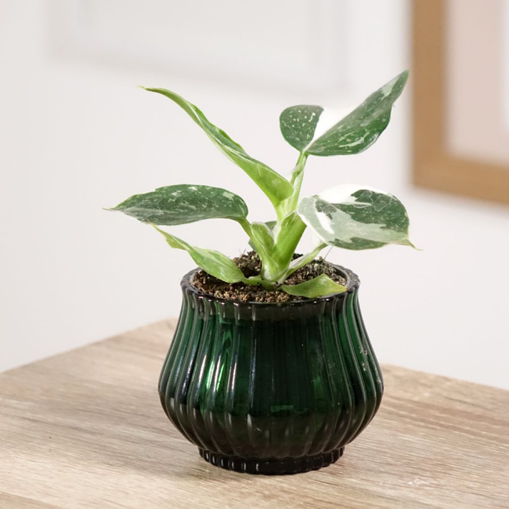 Philodendron White Wizard - Filodendro