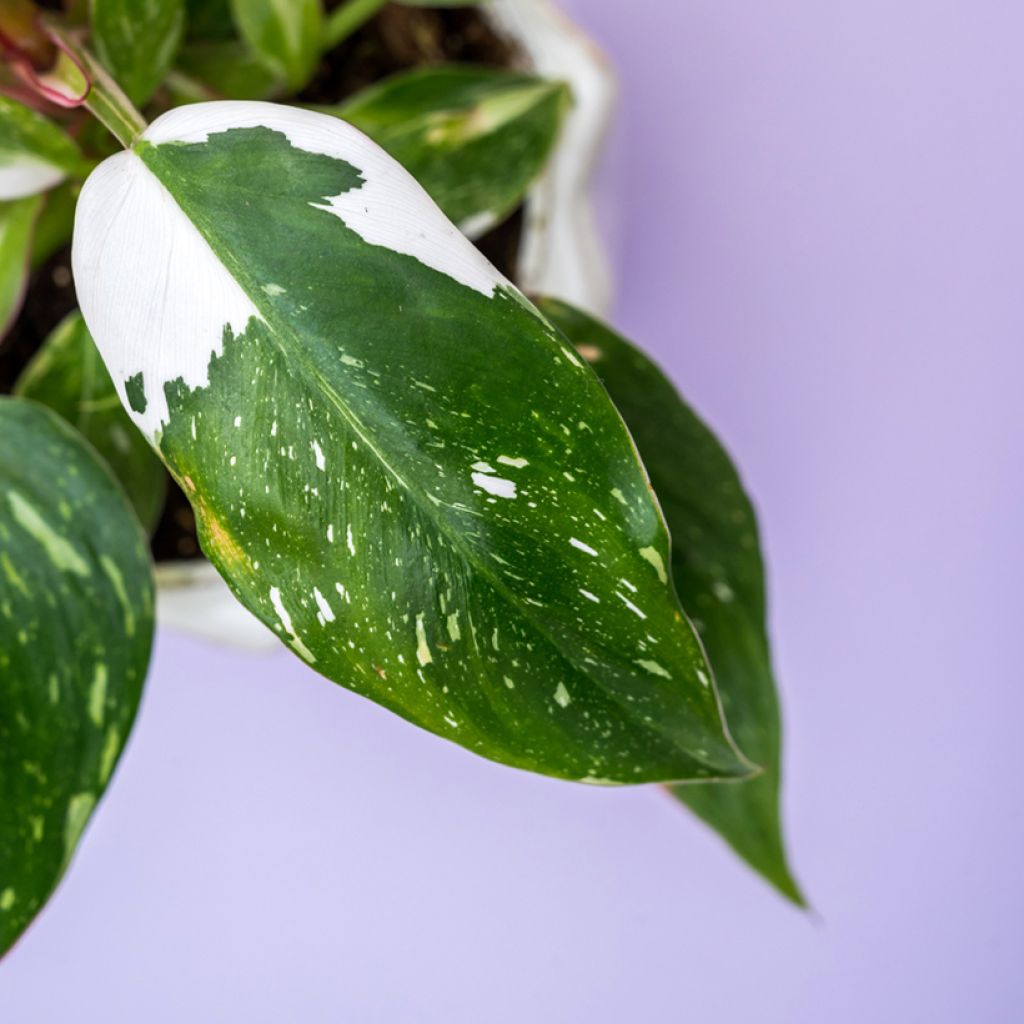 Philodendron White Princess - Filodendro
