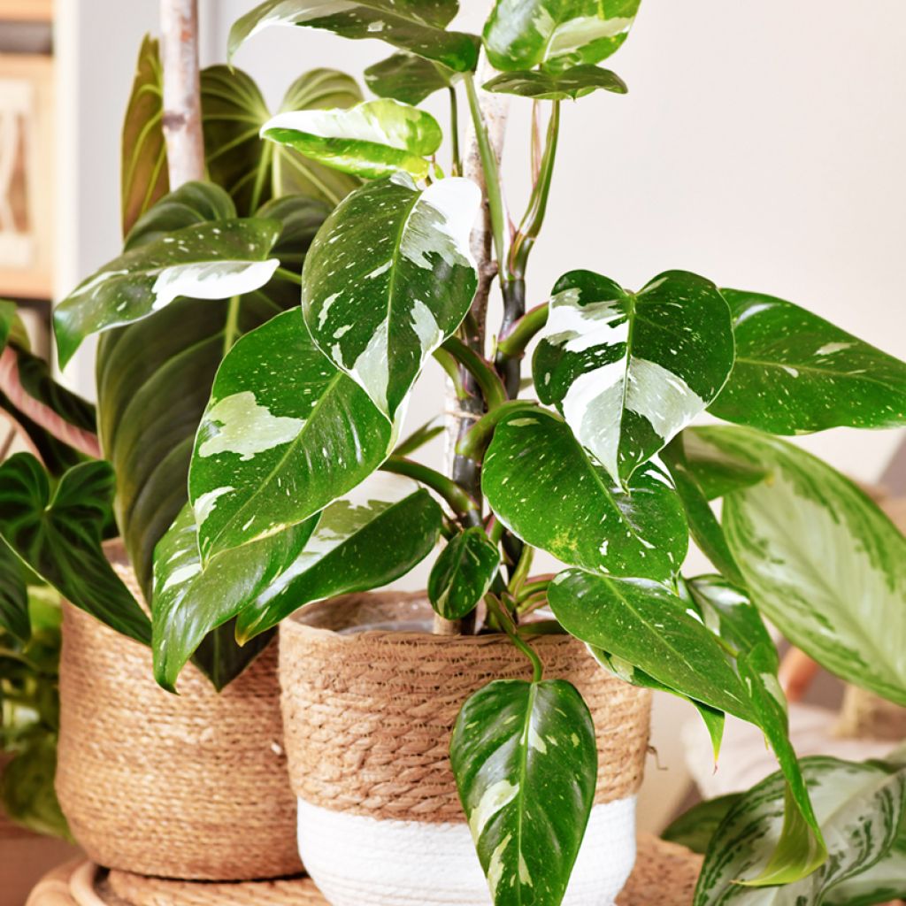 Philodendron White Princess - Filodendro
