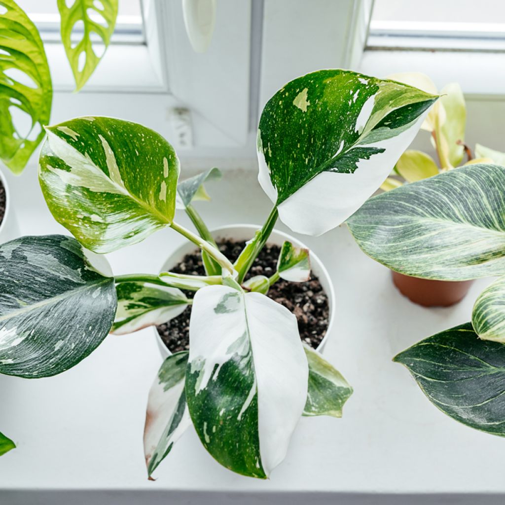 Philodendron White Princess - Filodendro