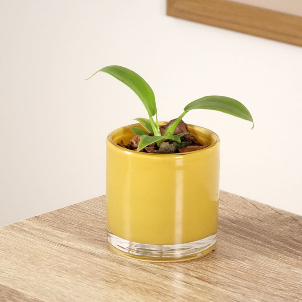 Philodendron applanatum - Filodendro