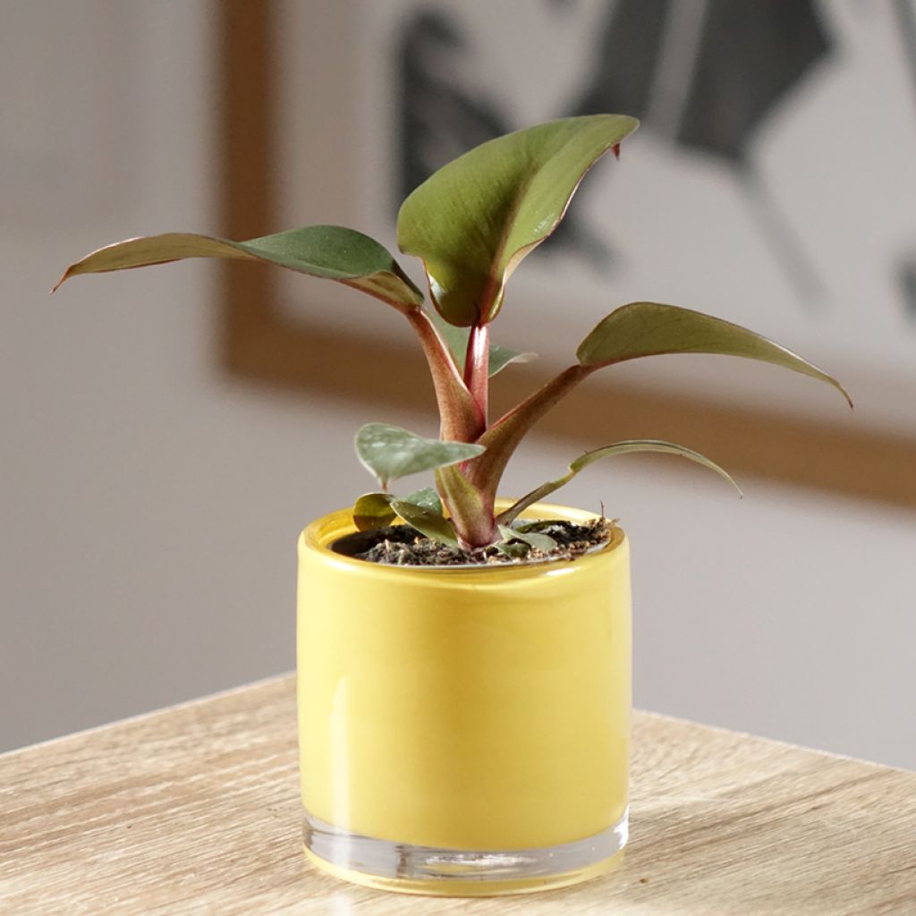 Philodendron Black Cardinal - Filodendro