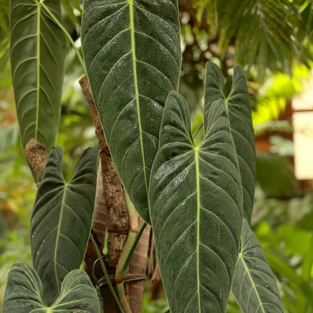 Philodendron melanochrysum - Filodendro