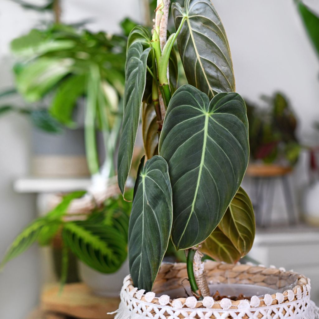Philodendron melanochrysum - Filodendro