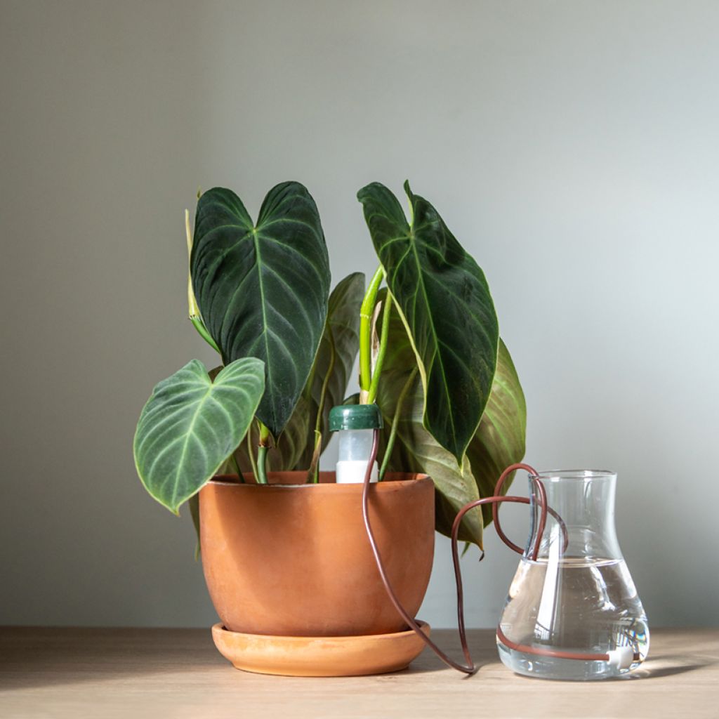 Philodendron melanochrysum - Filodendro