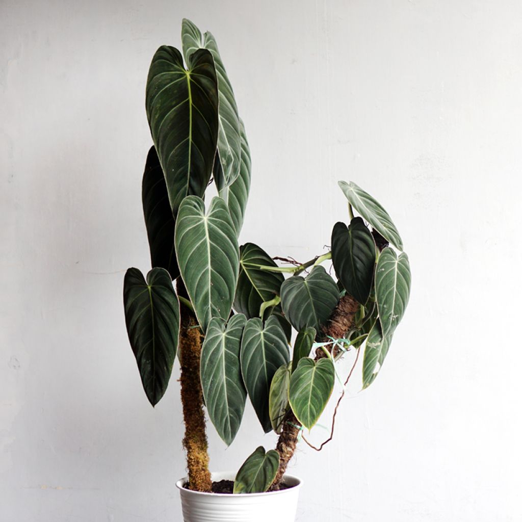Philodendron melanochrysum - Filodendro
