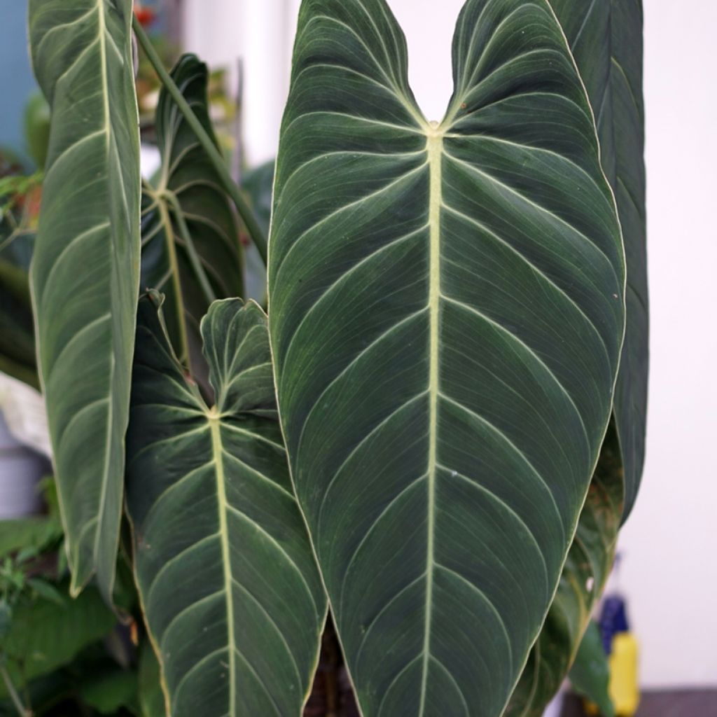 Philodendron melanochrysum - Filodendro