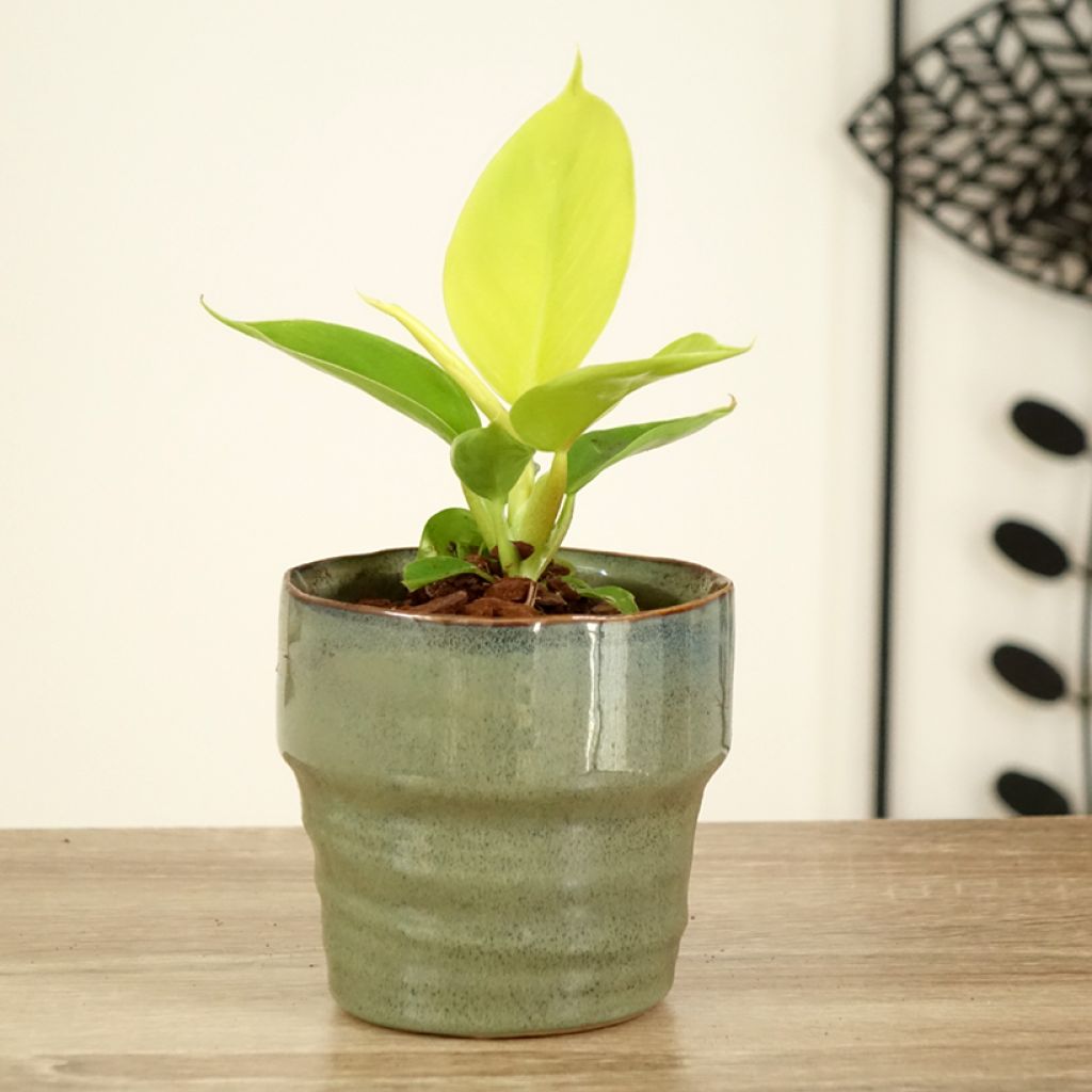 Philodendron Moonlight - Filodendro