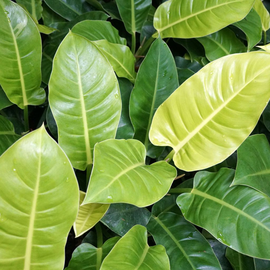 Philodendron Moonlight - Filodendro