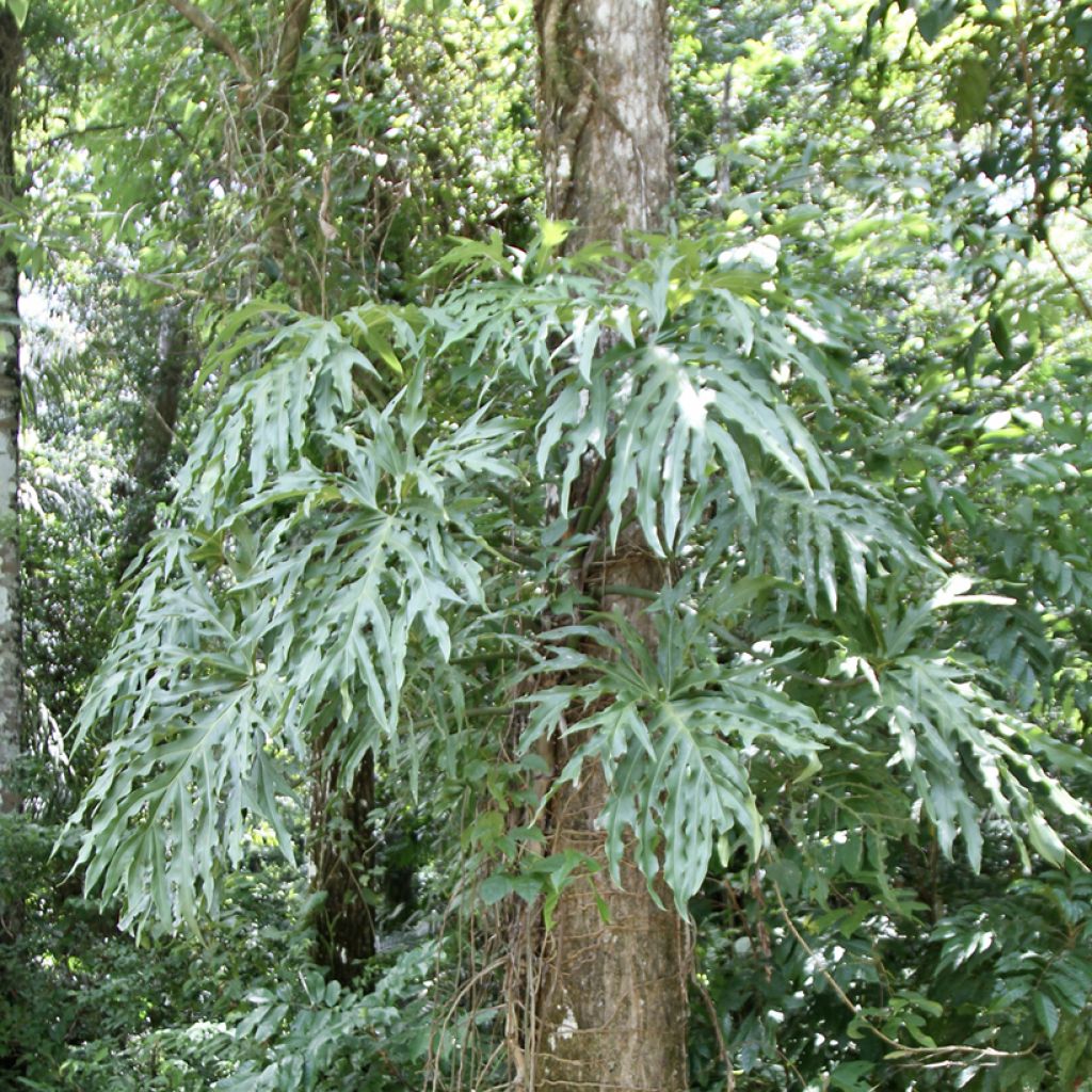 Philodendron radiatum - Filodendro