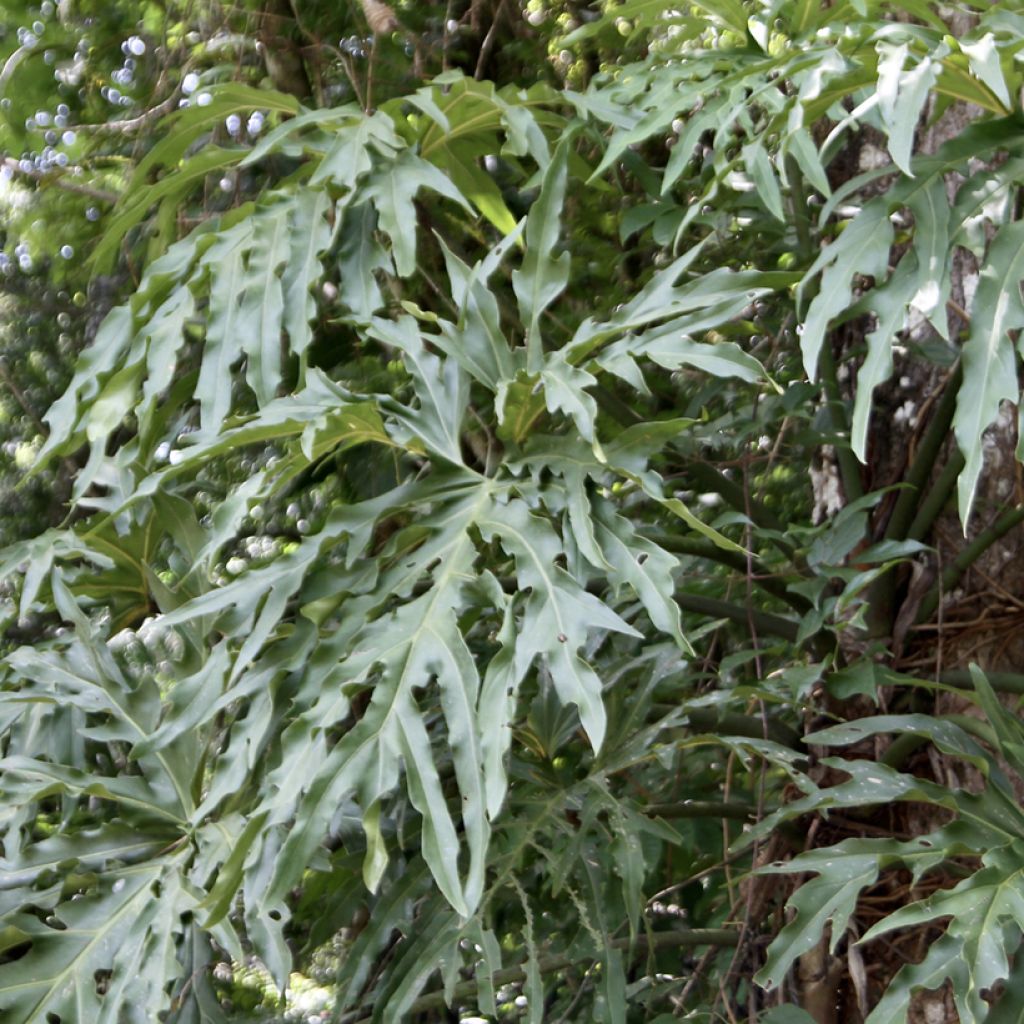 Philodendron radiatum - Filodendro