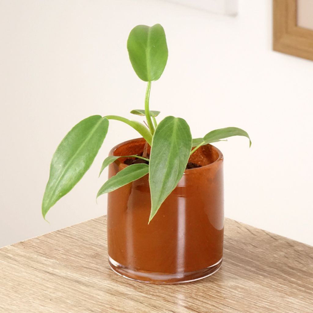 Philodendron radiatum - Filodendro