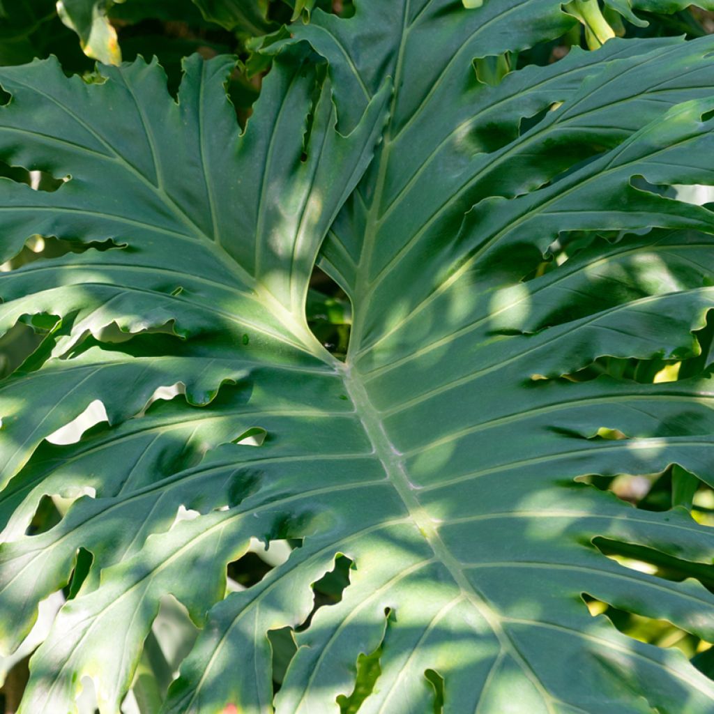 Philodendron radiatum - Filodendro