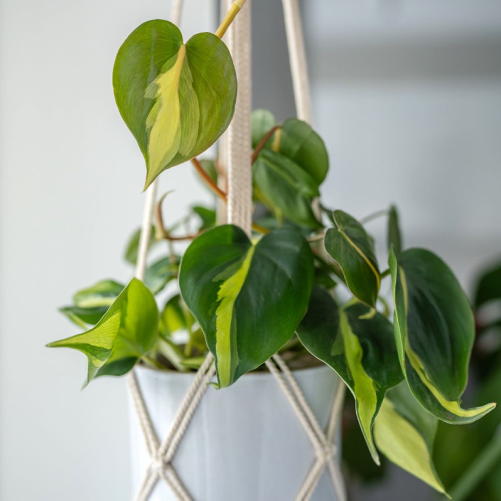 Philodendron scandens Brasil - Filodendro