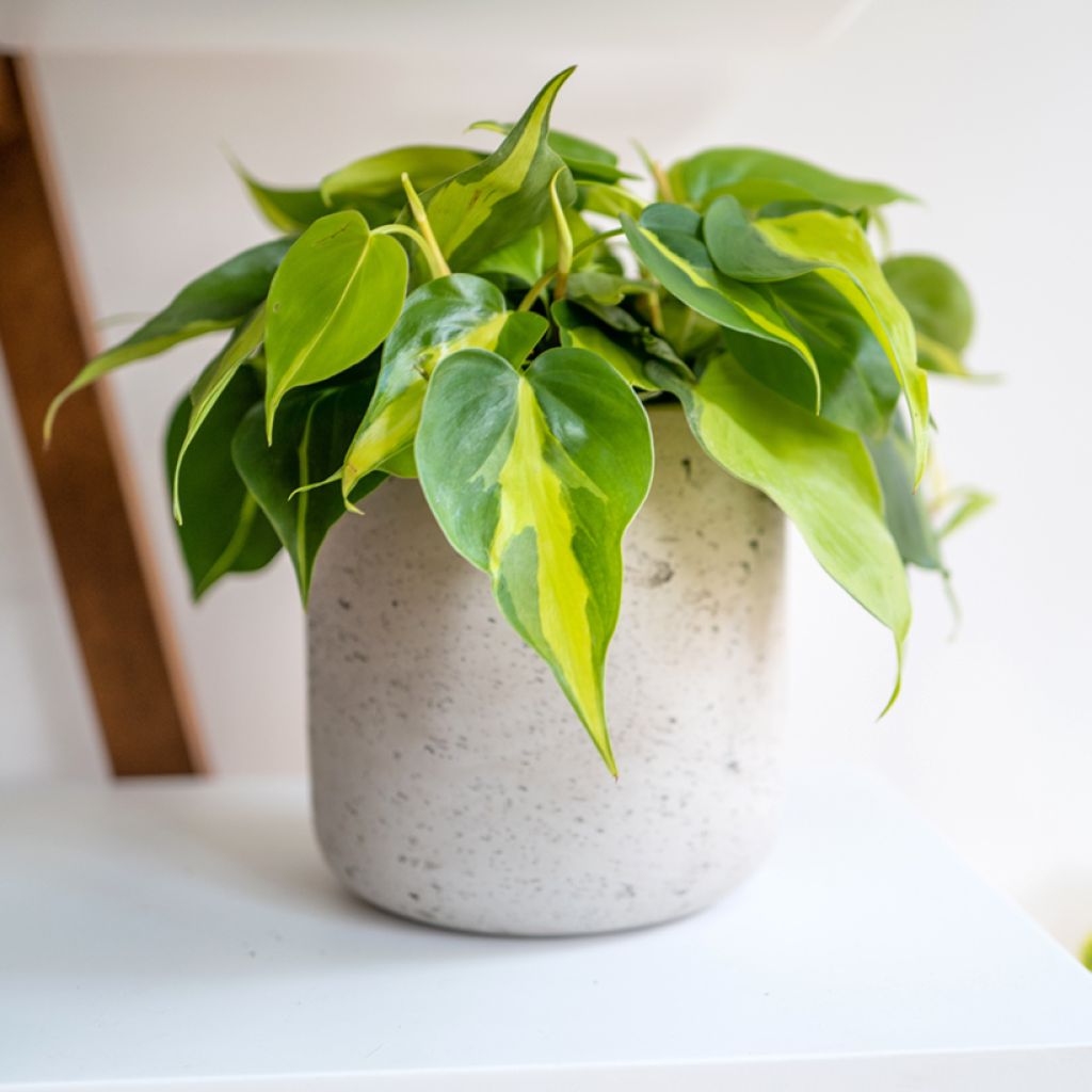 Philodendron scandens Brasil - Filodendro